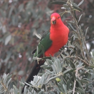 Alisterus scapularis at Conder, ACT - 24 May 2021