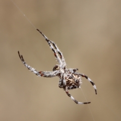 Backobourkia sp. (genus) (An orb weaver) at Gundaroo, NSW - 22 Feb 2021 by Gunyijan