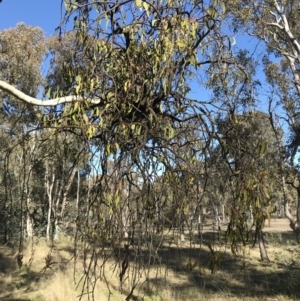 Amyema miquelii at Forde, ACT - 5 Aug 2021