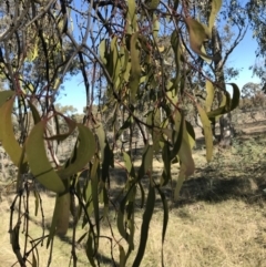 Amyema miquelii at Forde, ACT - 5 Aug 2021 02:00 PM