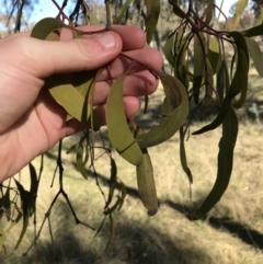 Amyema miquelii at Forde, ACT - 5 Aug 2021 02:00 PM