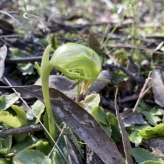 Pterostylis nutans (Nodding Greenhood) at Mount Jerrabomberra QP - 11 Aug 2021 by cherylhodges