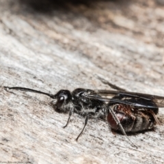 Thynninae (subfamily) (Smooth flower wasp) at Bruce, ACT - 11 Aug 2021 by Roger