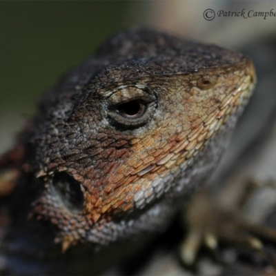 Rankinia diemensis (Mountain Dragon) at Blue Mountains National Park, NSW - 11 Aug 2021 by PatrickCampbell