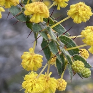 Acacia paradoxa at Majura, ACT - 25 Jul 2021