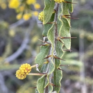 Acacia paradoxa at Majura, ACT - 25 Jul 2021