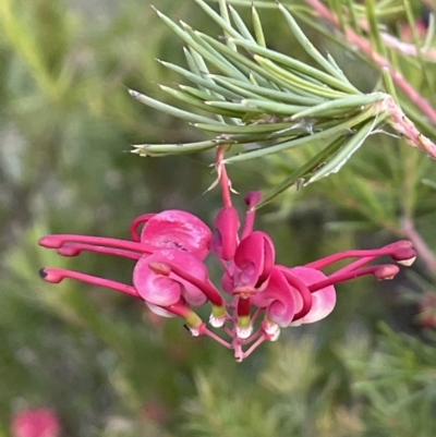 Grevillea rosmarinifolia subsp. rosmarinifolia (Rosemary Grevillea) at Campbell, ACT - 25 Jul 2021 by JaneR