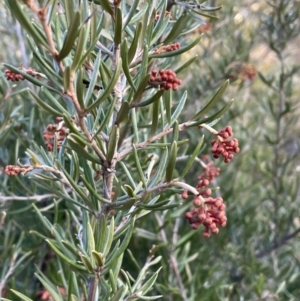 Grevillea juniperina at Campbell, ACT - 25 Jul 2021