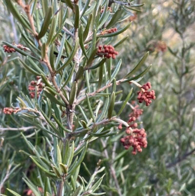 Grevillea juniperina (Grevillea) at Campbell, ACT - 25 Jul 2021 by JaneR