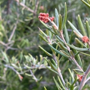 Grevillea juniperina at Campbell, ACT - 25 Jul 2021 04:32 PM