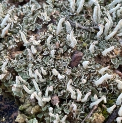 Cladonia sp. (genus) (Cup Lichen) at National Arboretum Forests - 10 Aug 2021 by JaneR