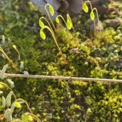 Bryaceae (family) (A moss) at National Arboretum Forests - 10 Aug 2021 by JaneR