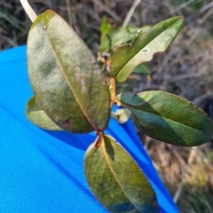 Hypericum calycinum at Macgregor, ACT - 11 Aug 2021