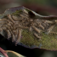 Uraba lugens (Gumleaf Skeletonizer) at Fyshwick, ACT - 11 Aug 2021 by AlisonMilton