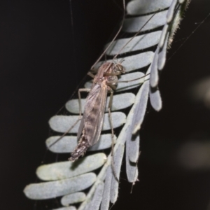 Chironomidae (family) at Fyshwick, ACT - 11 Aug 2021 12:38 PM