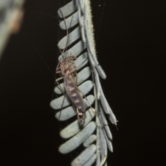 Chironomidae (family) at Fyshwick, ACT - 11 Aug 2021 12:38 PM