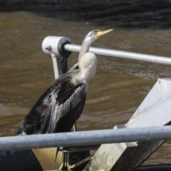 Anhinga novaehollandiae at Kingston, ACT - 11 Aug 2021