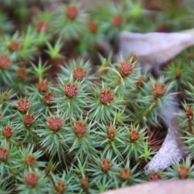 Polytrichaceae sp. (family) (A moss) at Mongarlowe River - 11 Aug 2021 by LisaH