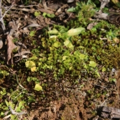 Dichondra repens at Mongarlowe, NSW - 11 Aug 2021