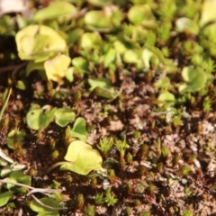 Dichondra repens at Mongarlowe, NSW - 11 Aug 2021