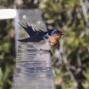 Hirundo neoxena at Kingston, ACT - 11 Aug 2021