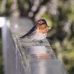 Hirundo neoxena at Kingston, ACT - 11 Aug 2021