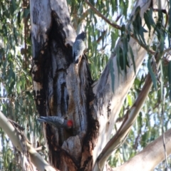 Callocephalon fimbriatum (Gang-gang Cockatoo) at Hughes, ACT - 9 Aug 2021 by LisaH