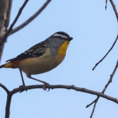 Pardalotus punctatus at Fyshwick, ACT - 11 Aug 2021