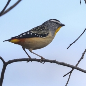 Pardalotus punctatus at Fyshwick, ACT - 11 Aug 2021