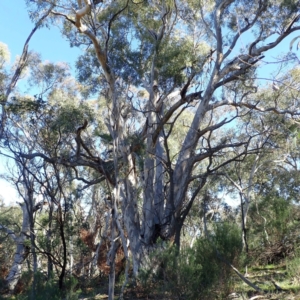 Eucalyptus mannifera subsp. mannifera at Majura, ACT - 11 Aug 2021 02:26 PM