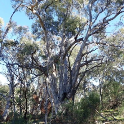 Eucalyptus mannifera subsp. mannifera (Brittle Gum) at Majura, ACT - 11 Aug 2021 by jb2602