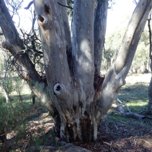 Eucalyptus mannifera subsp. mannifera at Majura, ACT - 11 Aug 2021 02:26 PM