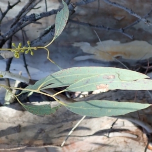 Eucalyptus mannifera subsp. mannifera at Majura, ACT - 11 Aug 2021 02:26 PM