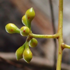 Eucalyptus mannifera subsp. mannifera at Majura, ACT - 11 Aug 2021