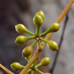 Eucalyptus mannifera subsp. mannifera at Majura, ACT - 11 Aug 2021