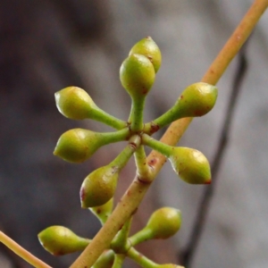 Eucalyptus mannifera subsp. mannifera at Majura, ACT - 11 Aug 2021 02:26 PM