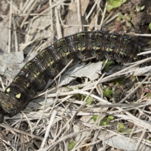 Apina callisto at Hawker, ACT - 9 Aug 2021