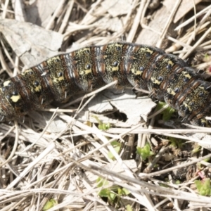 Apina callisto at Hawker, ACT - 9 Aug 2021