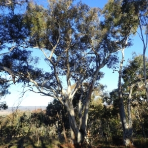 Eucalyptus rossii at Mount Ainslie - 10 Aug 2021 03:40 PM