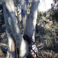 Eucalyptus rossii at Mount Ainslie - 10 Aug 2021 03:40 PM