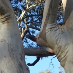 Eucalyptus rossii at Mount Ainslie - 10 Aug 2021 03:40 PM