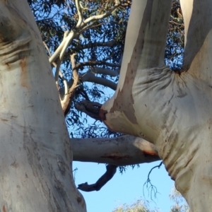 Eucalyptus rossii at Mount Ainslie - 10 Aug 2021 03:40 PM