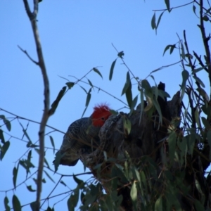 Callocephalon fimbriatum at Deakin, ACT - suppressed