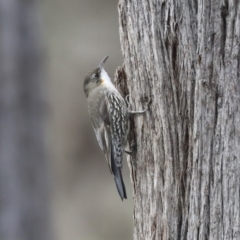 Cormobates leucophaea (White-throated Treecreeper) at The Pinnacle - 9 Aug 2021 by AlisonMilton