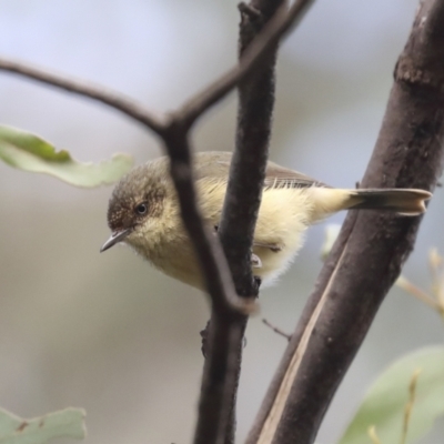 Acanthiza reguloides (Buff-rumped Thornbill) at Hawker, ACT - 9 Aug 2021 by AlisonMilton