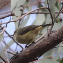 Acanthiza reguloides at Hawker, ACT - 9 Aug 2021