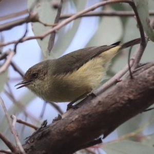 Acanthiza reguloides at Hawker, ACT - 9 Aug 2021