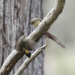 Acanthiza reguloides at Hawker, ACT - 9 Aug 2021