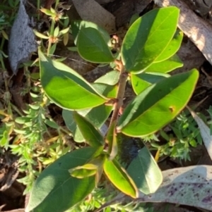 Ligustrum lucidum at Weston, ACT - 7 Aug 2021 04:31 PM