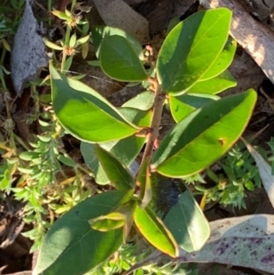 Ligustrum lucidum (Large-leaved Privet) at Fowles St. Woodland, Weston - 7 Aug 2021 by AliceH